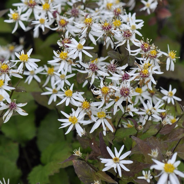 Aster divaricatus