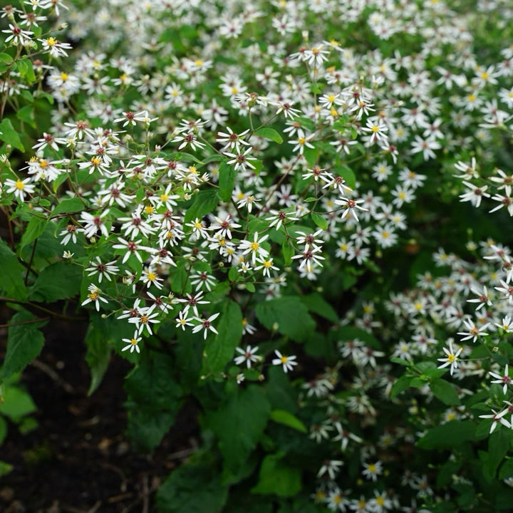 Aster divaricatus