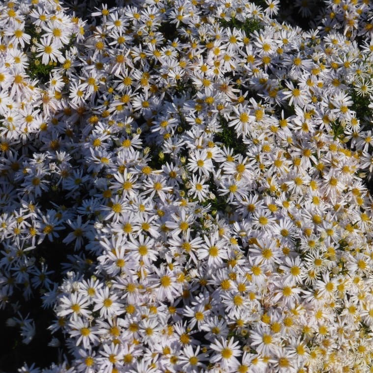 Aster dumosus 'Apollo'