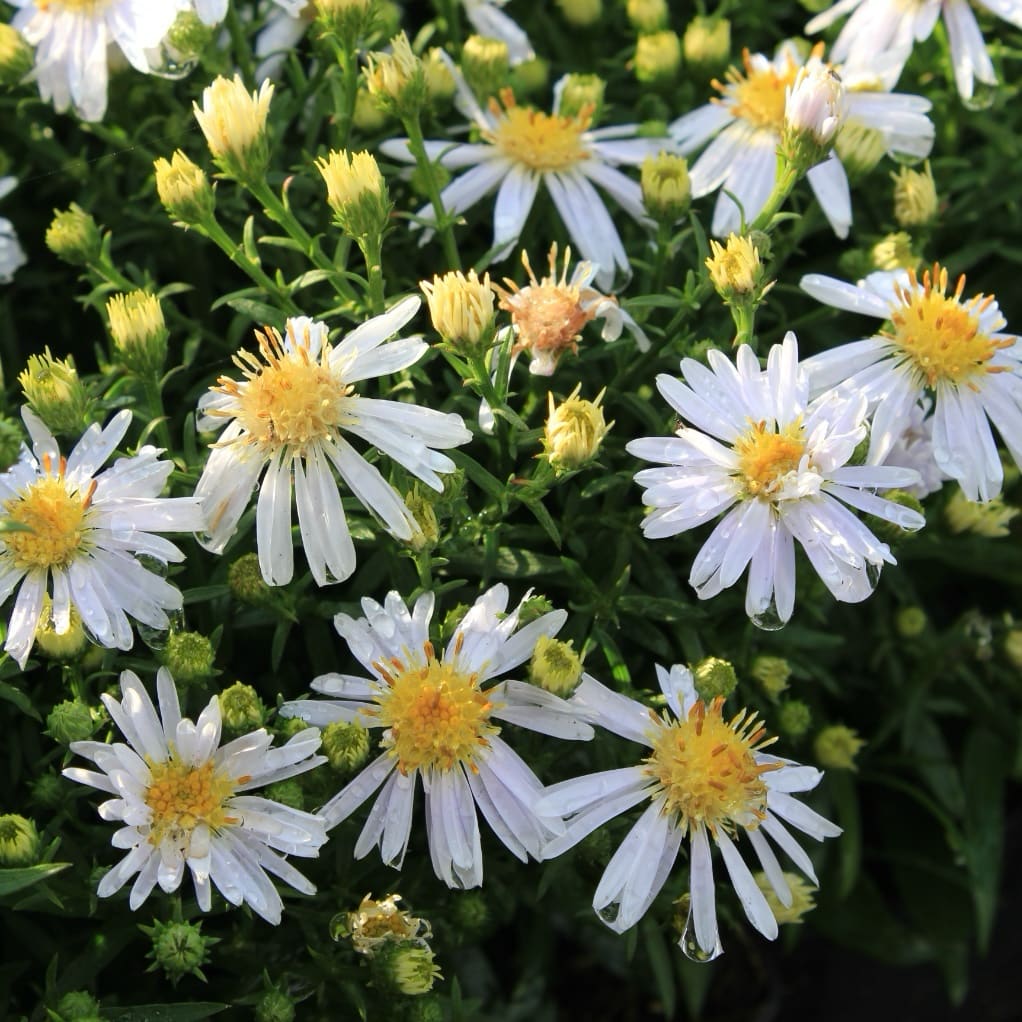 Aster dumosus 'Apollo'