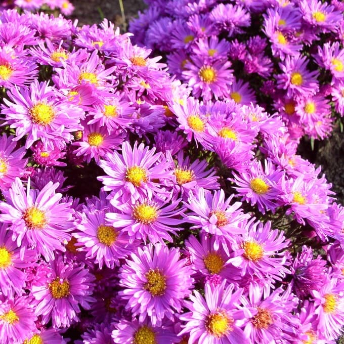 Aster dumosus 'Kassel'