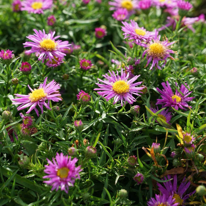 Aster dumosus 'Kassel'