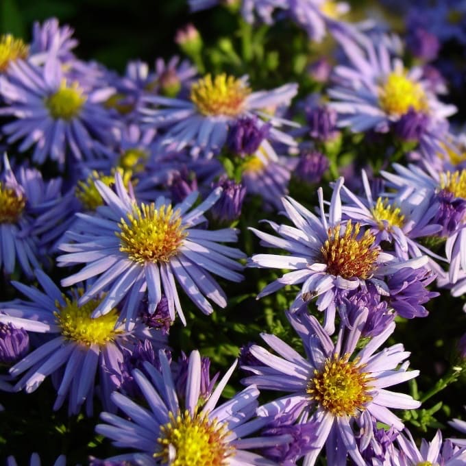 Aster dumosus 'Prof.Anton Kippenberg'