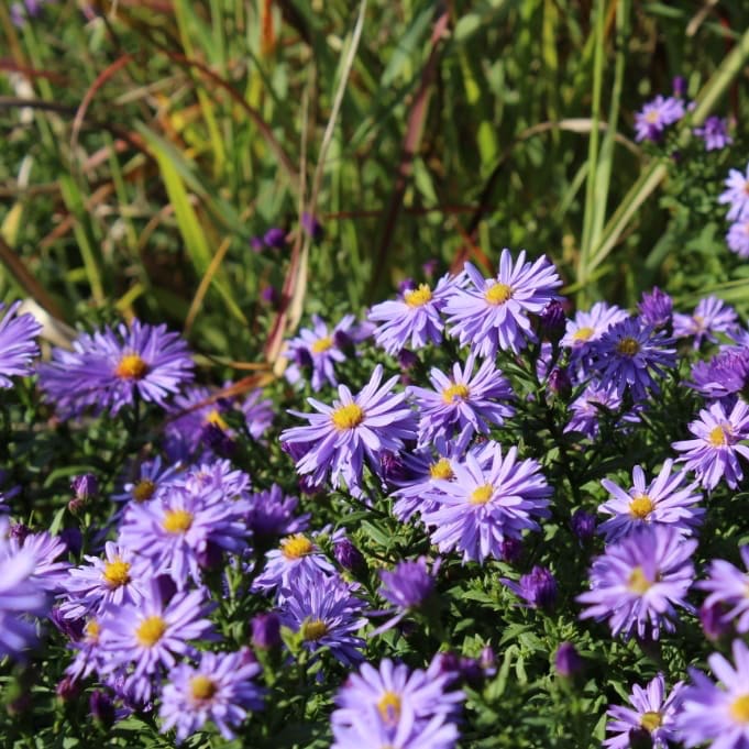 Aster dumosus 'Prof.Anton Kippenberg'