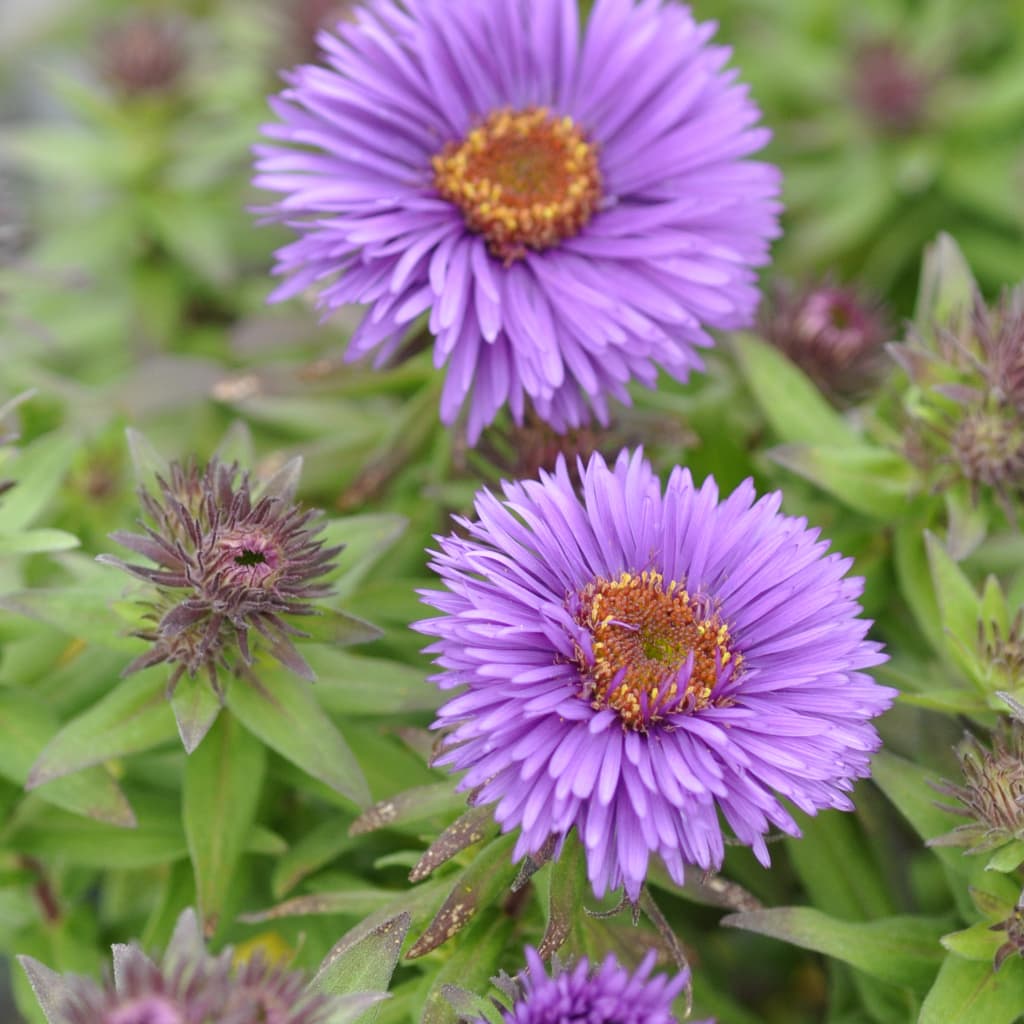 Aster novae-angliae 'Pruple Dome'