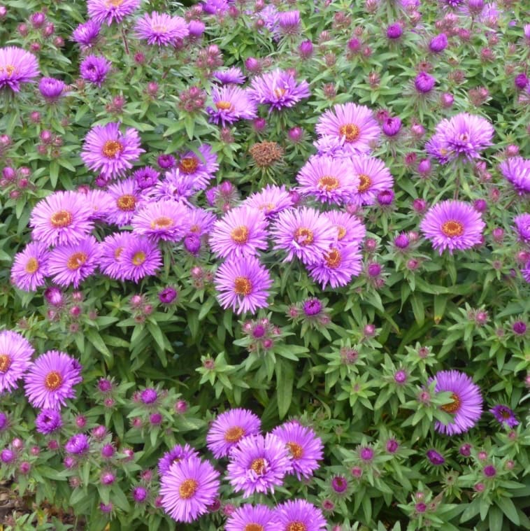 Aster novae-angliae 'Pruple Dome'