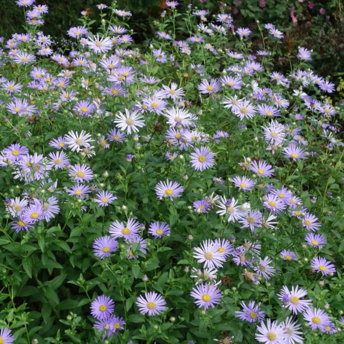 Aster pyrenaeus 'Lutetia'
