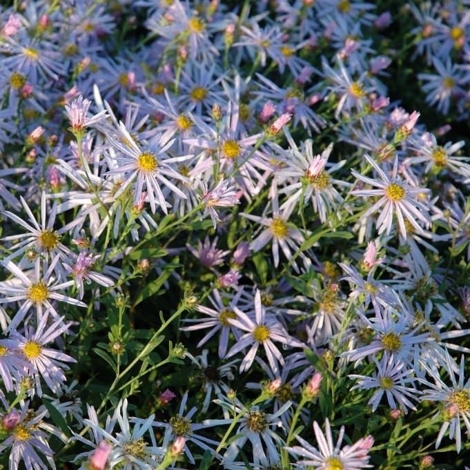 Aster pyrenaeus 'Lutetia'