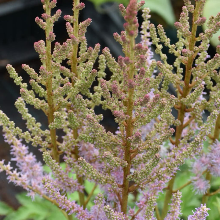 Astilbe chinensis var.pumila, veg.