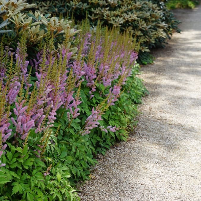 Astilbe chinensis var.pumila, veg.