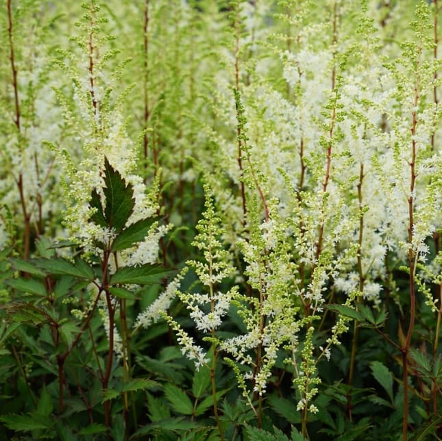 Astilbe japonica 'Happy Spirit'®