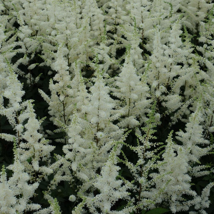Astilbe japonica 'Happy Spirit'®