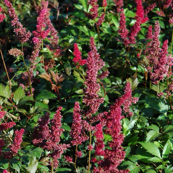 Astilbe x arendsii 'Fanal'
