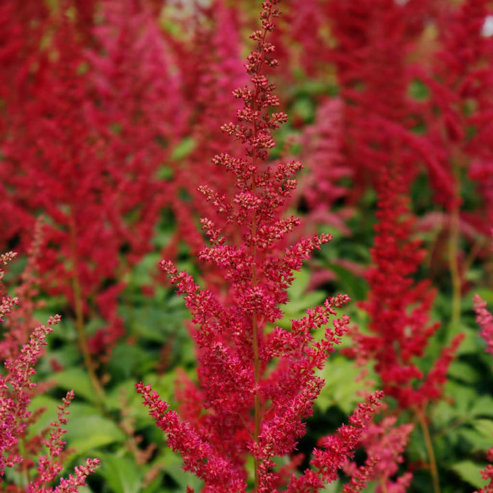 Astilbe x arendsii 'Fanal'