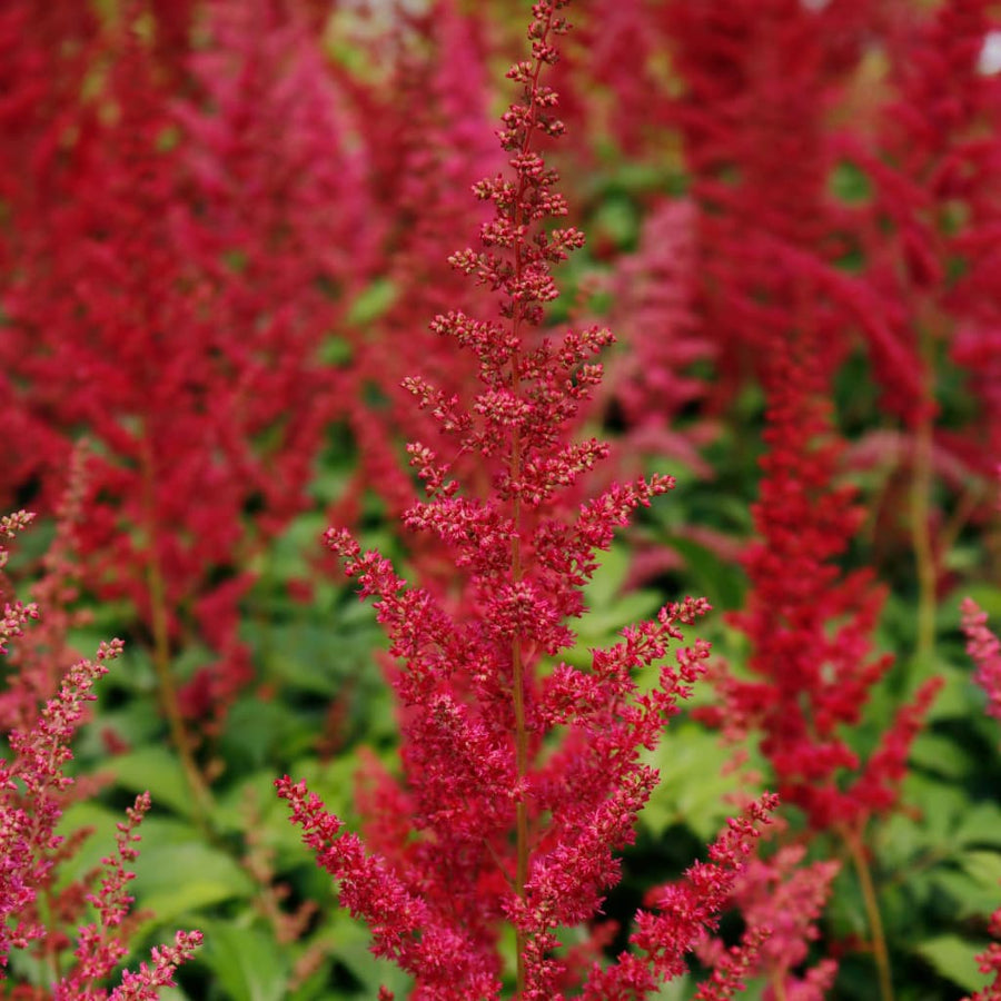 Astilbe x arendsii 'Fanal'
