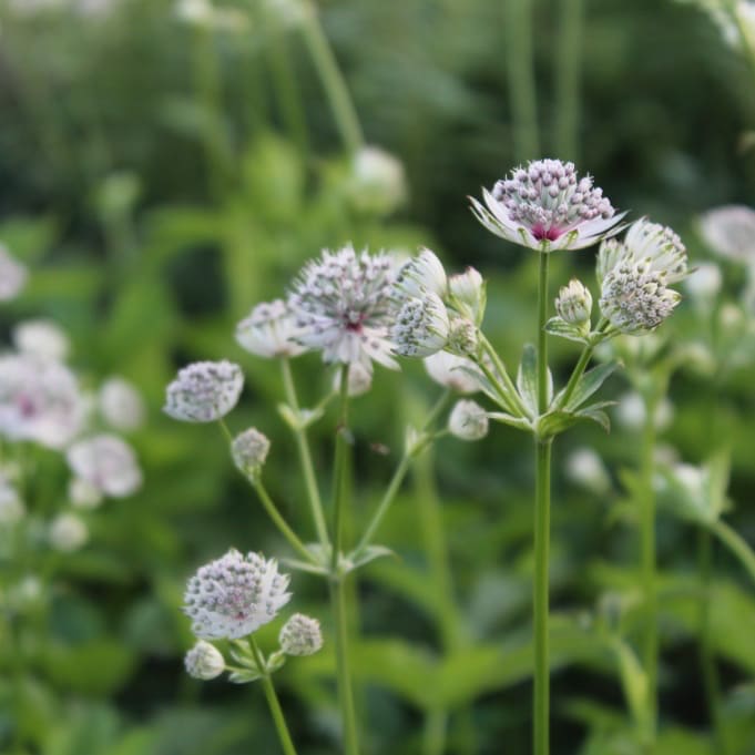 Astrantia major