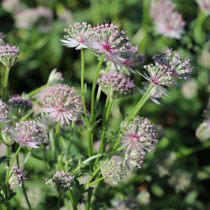 Astrantia major 'Roma'®