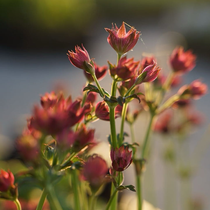 Astrantia major 'Roma'®