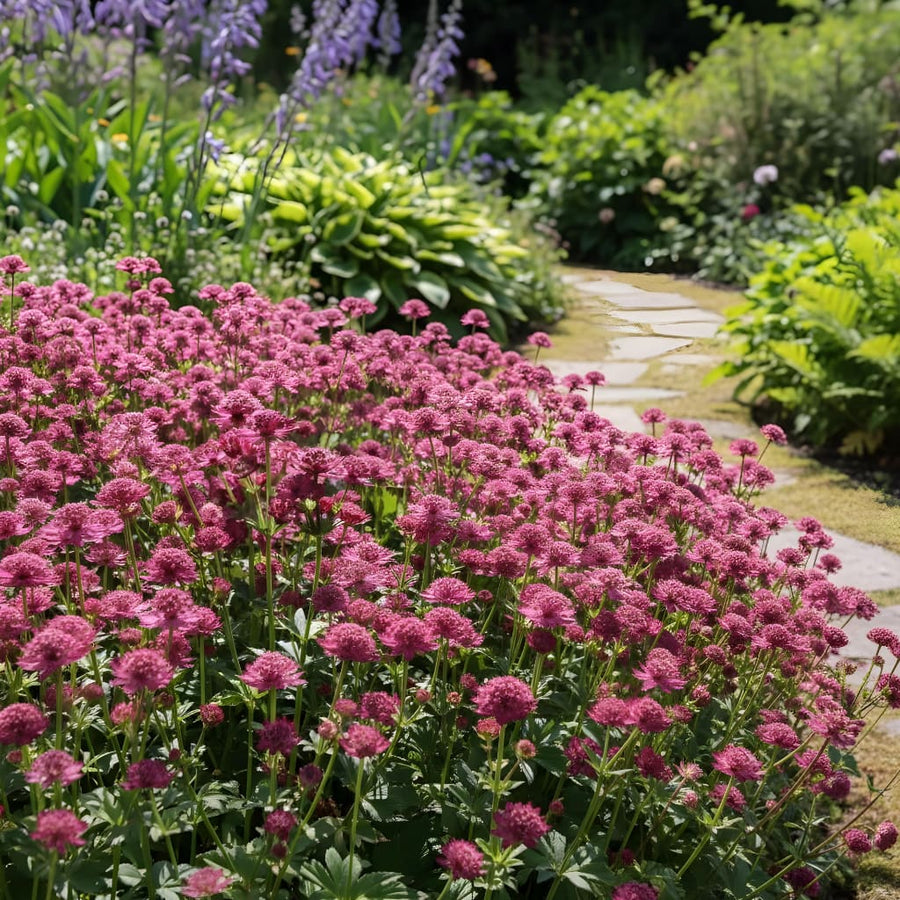 Astrantia major 'Venice'