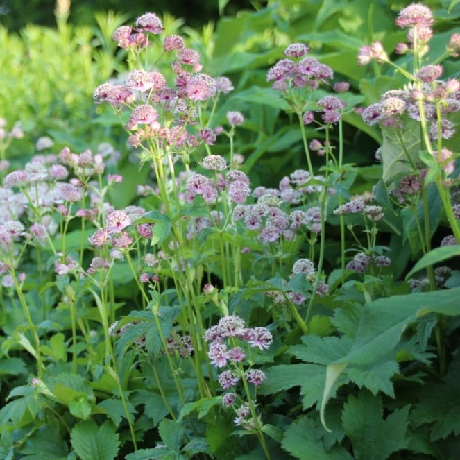 Astrantia major