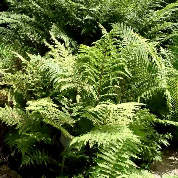 Athyrium filix-femina