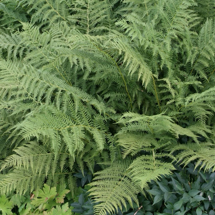Athyrium filix-femina