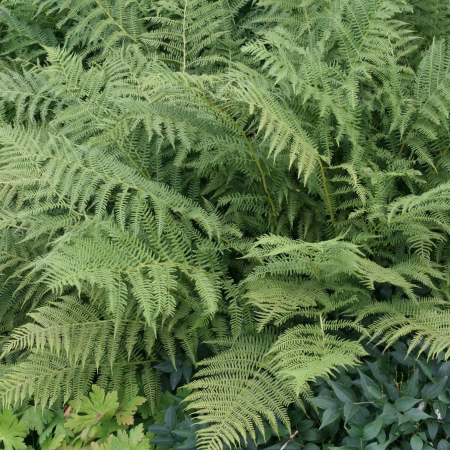 Athyrium filix-femina