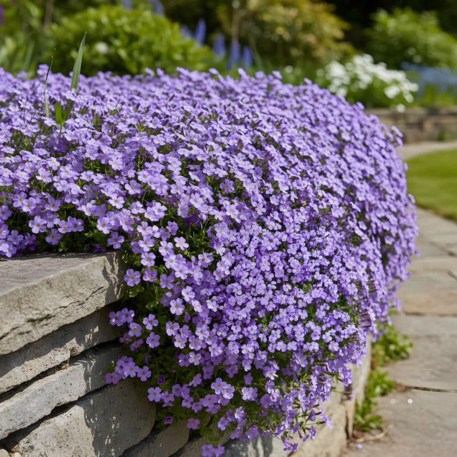 Aubrieta x clut. 'Royal Blue'
