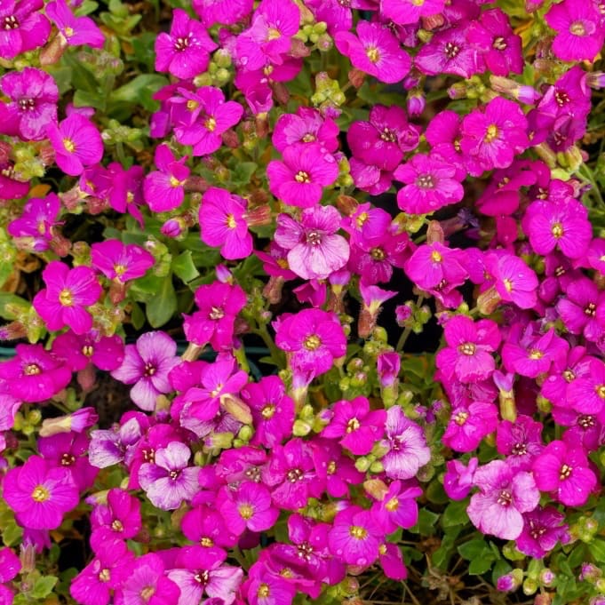 Aubrieta x cultorum 'Florado Rose Red'