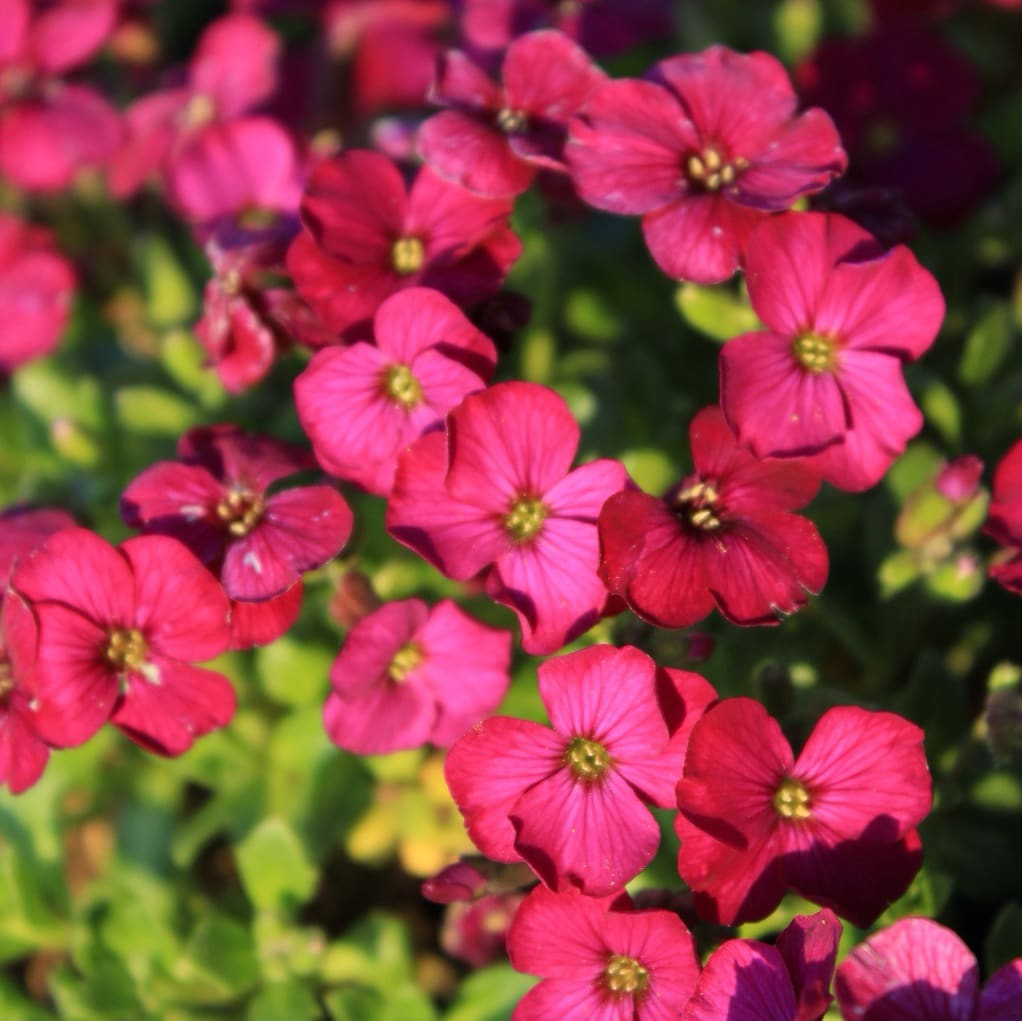 Aubrieta x cultorum 'Florado Rose Red'