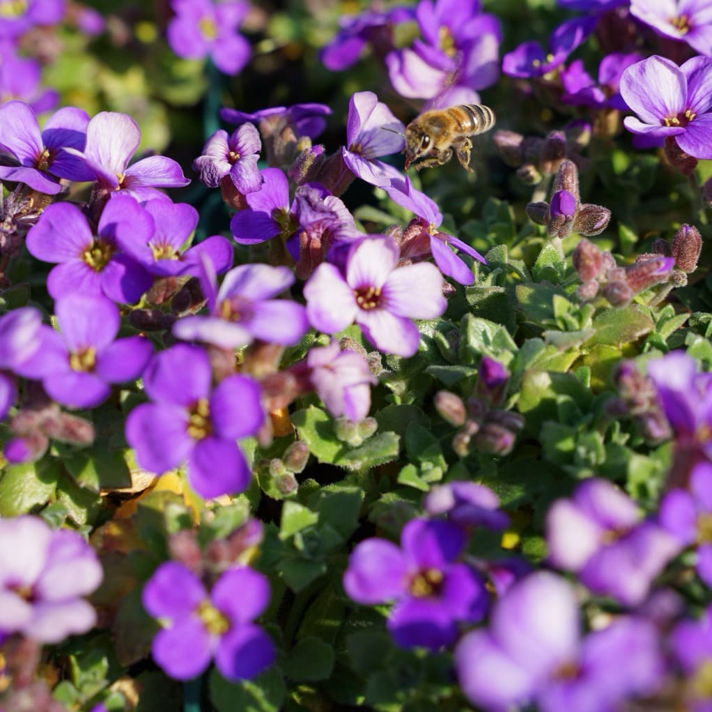 Aubrieta x cultorum 'Hamburger Stadtpark'
