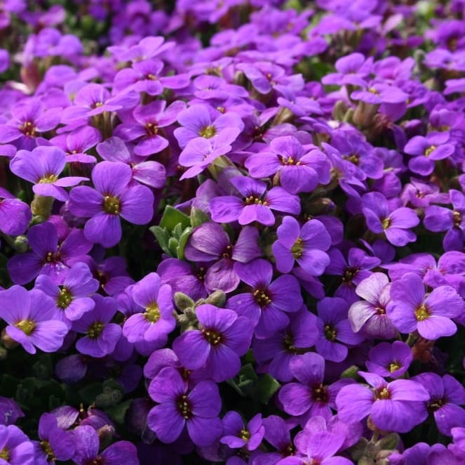 Aubrieta x cultorum 'Hamburger Stadtpark'