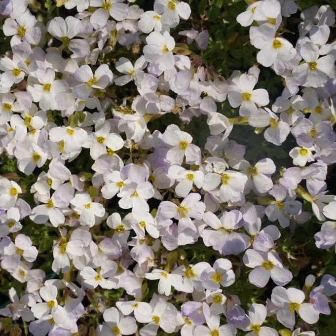 Aubrieta x cultorum 'Regado White'