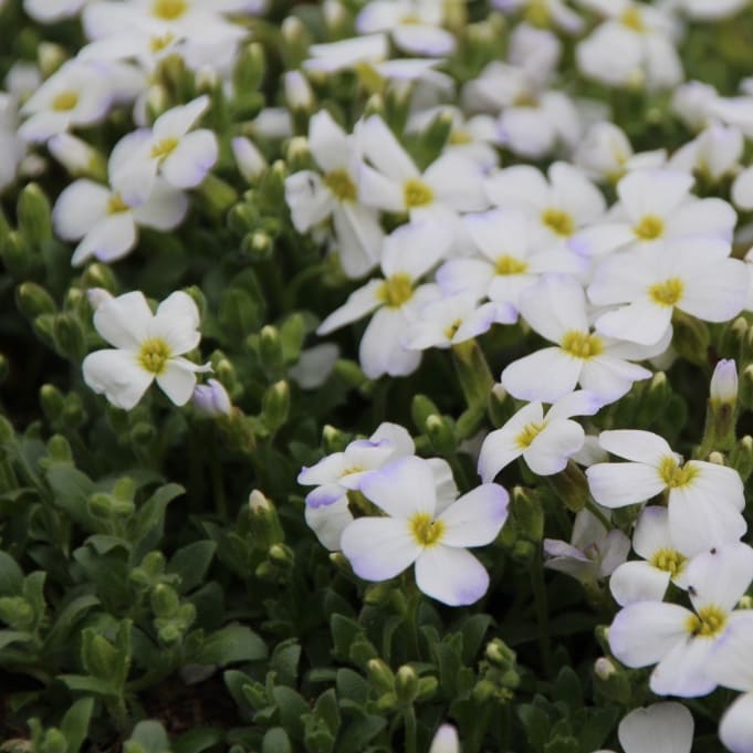 Aubrieta x cultorum 'Regado White'