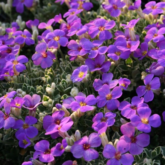 Aubrieta x cultorum 'Silberrand'