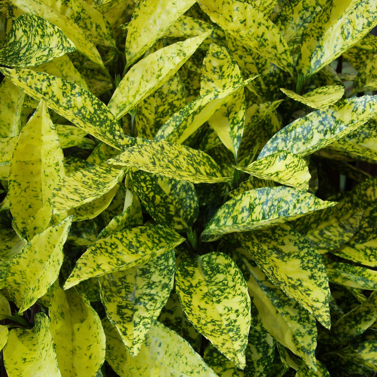 Aucuba japonica 'Crotonifolia'