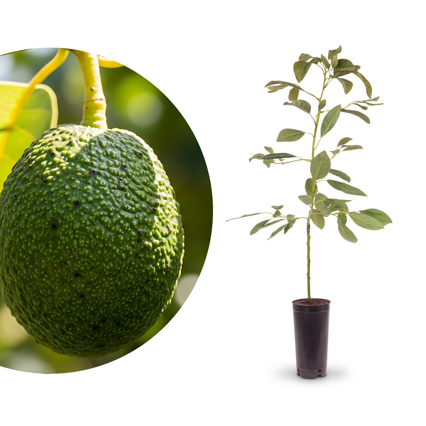 Avocado 'Hass'