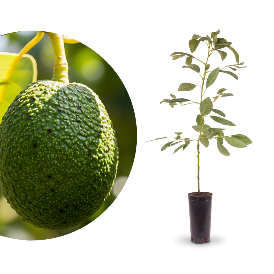 Avocado 'Hass'