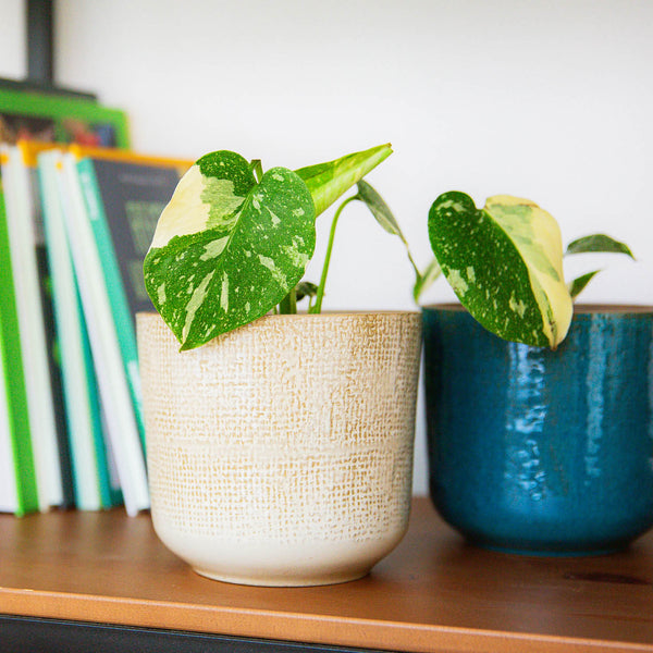 Babypflanze Monstera deliciosa 'Thai Constellation' im Übertopf