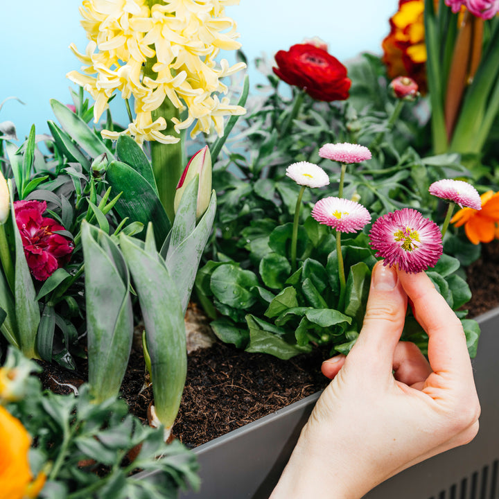 Balkonblumen-Set Floral Rainbow