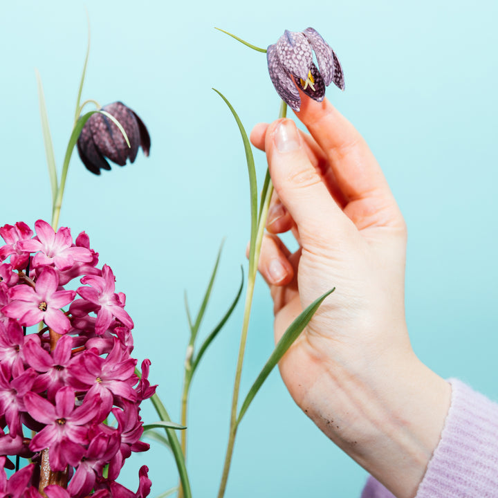 Balkonblumen-Set Rosy Kiss