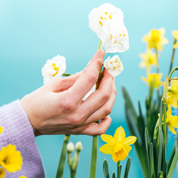 Balkonblumen-Set Spring Breeze