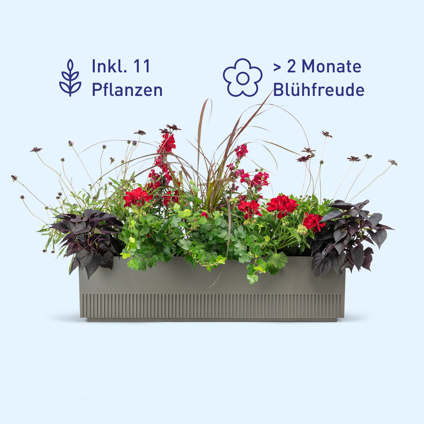 Balkonbox Dark Bloom