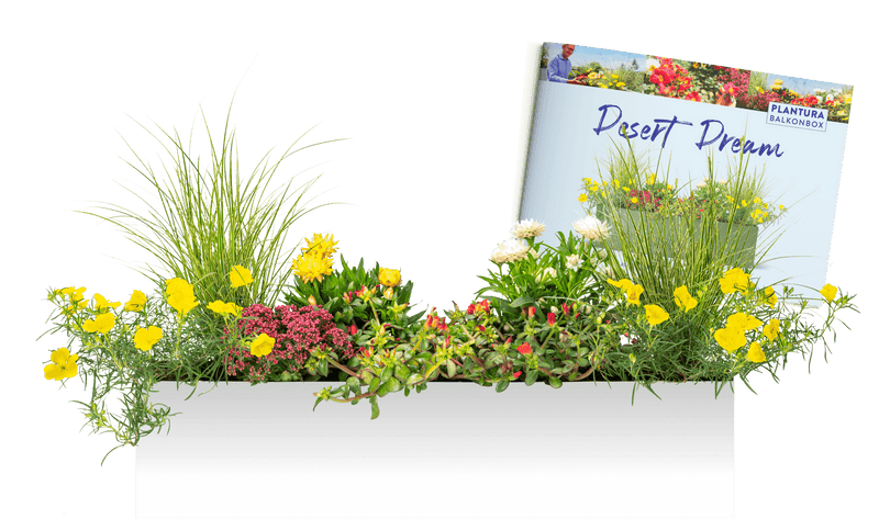 Pflanzen-Set Desert Dream mit Pflanzplan