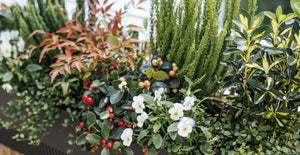Balkonbox Evergreen Elegance
