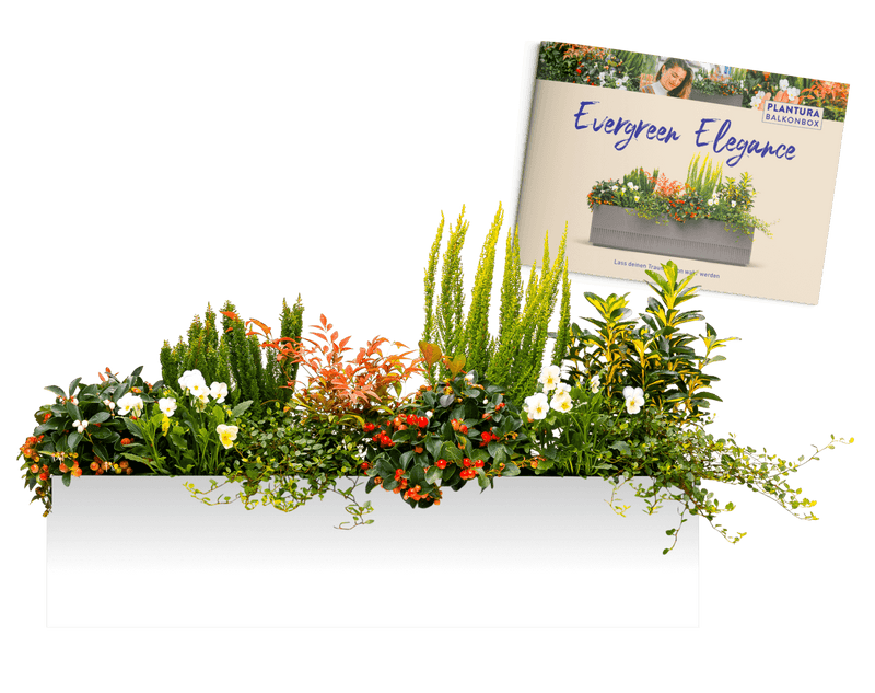 Pflanzen-Set Evergreen Elegance mit Pflanzplan