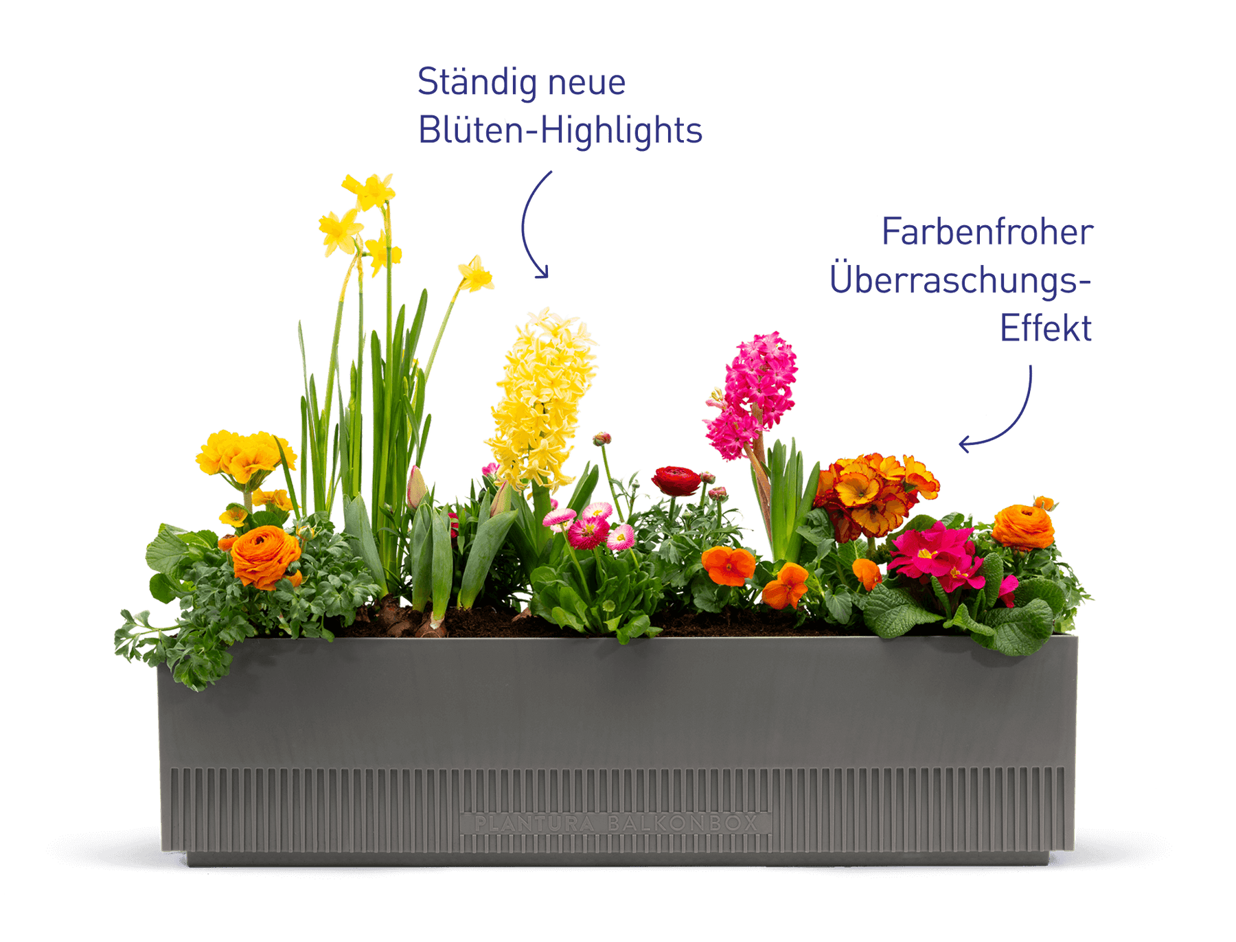 Vorteile der Balkonbox Floral Rainbow