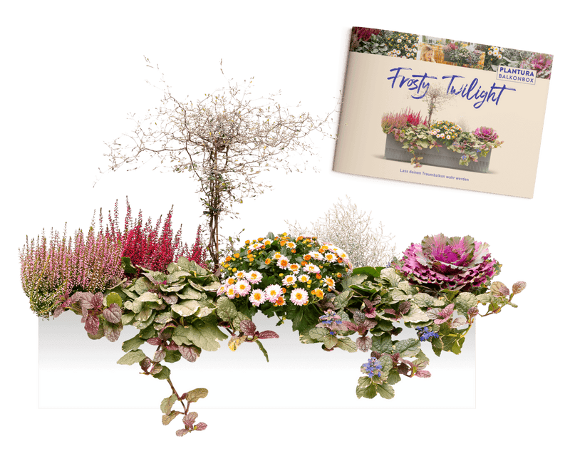 Pflanzen-Set Frosty Twilight mit Pflanzplan