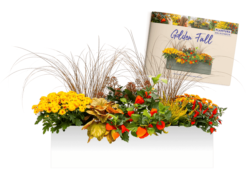 Pflanzen-Set Golden Fall mit Pflanzplan