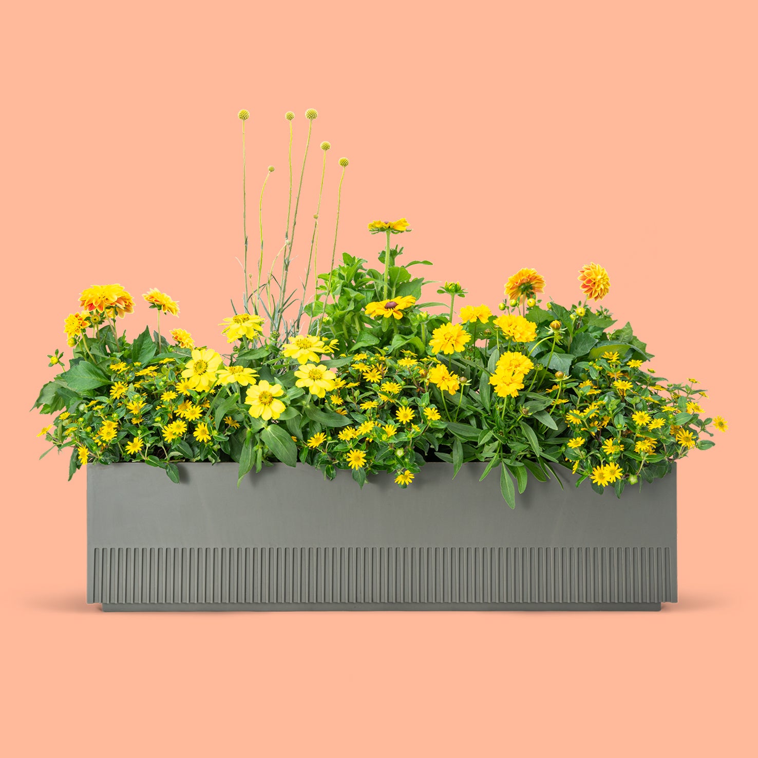 Balkonbox Golden Glow